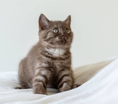İki aylık sevimli kahverengi İngiliz kısa saçlı kedi yavrusu portresi. Seçici odak.