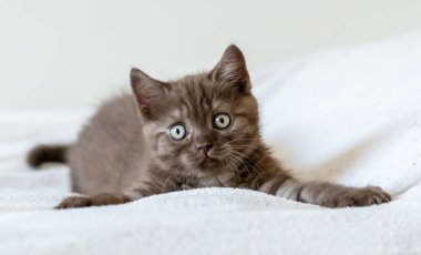 İki aylık sevimli kahverengi İngiliz kısa saçlı kedi yavrusu portresi. Seçici odak.