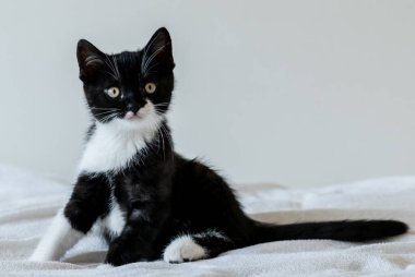 İki aylık şirin iki renkli İngiliz kısa saçlı kedi yavrusu portresi. Seçici yumuşak odaklanma. Siyah beyaz kedi