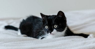 İki aylık şirin iki renkli İngiliz kısa saçlı kedi yavrusu portresi. Seçici yumuşak odaklanma. Siyah beyaz kedi