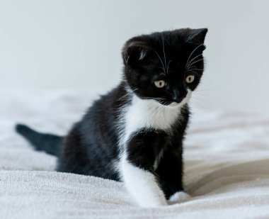 İki aylık şirin iki renkli İngiliz kısa saçlı kedi yavrusu portresi. Seçici yumuşak odaklanma. Siyah beyaz kedi