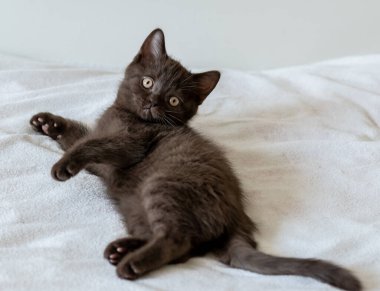 İki aylık sevimli çikolata rengi İngiliz kısa saçlı kedi yavrusu portresi. Seçici odak.