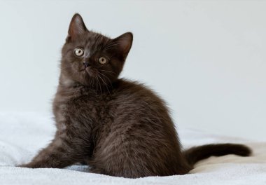 İki aylık sevimli çikolata rengi İngiliz kısa saçlı kedi yavrusu portresi. Seçici odak.