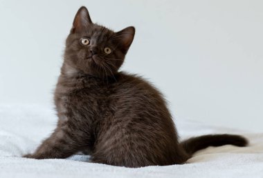 İki aylık sevimli çikolata rengi İngiliz kısa saçlı kedi yavrusu portresi. Seçici odak.