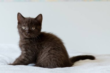 İki aylık sevimli çikolata rengi İngiliz kısa saçlı kedi yavrusu portresi. Seçici odak.