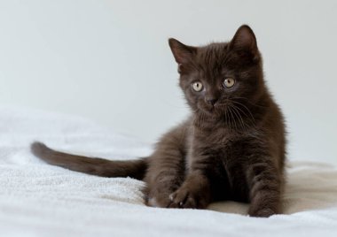 İki aylık sevimli çikolata rengi İngiliz kısa saçlı kedi yavrusu portresi. Seçici odak.