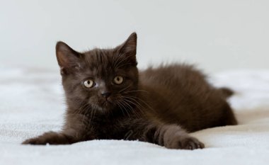 İki aylık sevimli çikolata rengi İngiliz kısa saçlı kedi yavrusu portresi. Seçici odak.