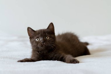 İki aylık sevimli çikolata rengi İngiliz kısa saçlı kedi yavrusu portresi. Seçici odak.