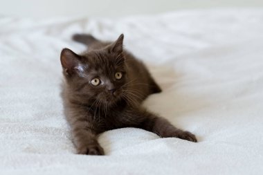 İki aylık sevimli çikolata rengi İngiliz kısa saçlı kedi yavrusu portresi. Seçici odak.