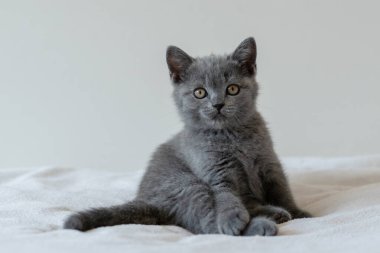 İki aylık şirin mavi İngiliz kısa saçlı kedi yavrusu portresi. Seçici odak.