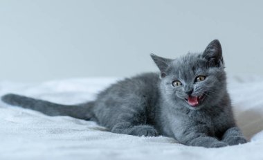 İki aylık şirin mavi İngiliz kısa saçlı kedi yavrusu portresi. Seçici odak.