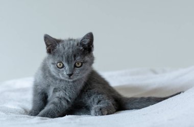 İki aylık şirin mavi İngiliz kısa saçlı kedi yavrusu portresi. Seçici odak.