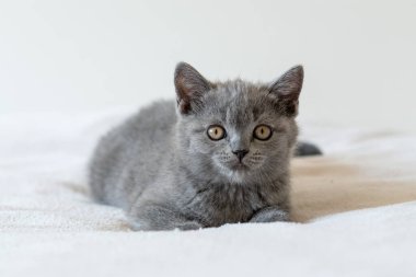 İki aylık şirin mavi İngiliz kısa saçlı kedi yavrusu portresi. Seçici odak.