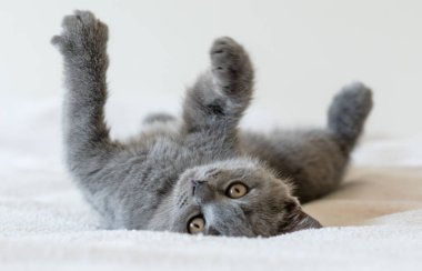 İki aylık şirin mavi İngiliz kısa saçlı kedi yavrusu portresi. Seçici odak.