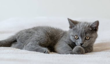 İki aylık şirin mavi İngiliz kısa saçlı kedi yavrusu portresi. Seçici odak.