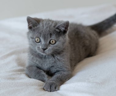 İki aylık şirin mavi İngiliz kısa saçlı kedi yavrusu portresi. Seçici odak.