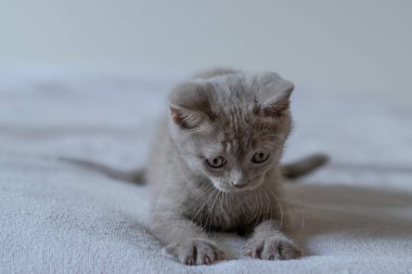 İki aylık şirin leylak rengi İngiliz kısa saçlı kedi yavrusu portresi. Seçici odak.