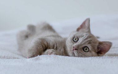 İki aylık şirin leylak rengi İngiliz kısa saçlı kedi yavrusu portresi. Seçici odak.