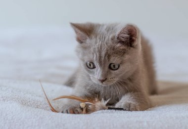 İki aylık şirin leylak rengi İngiliz kısa saçlı kedi yavrusu portresi. Seçici odak.