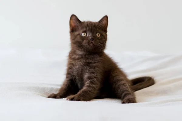 Gatinho Curto Britânico Bonito Chocolate Escuro Foco Seletivo — Fotografia de Stock