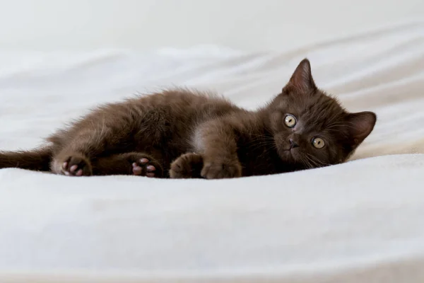 Roztomilé Tmavé Čokoládové Britské Krátkosrsté Kotě Selektivní Zaměření — Stock fotografie