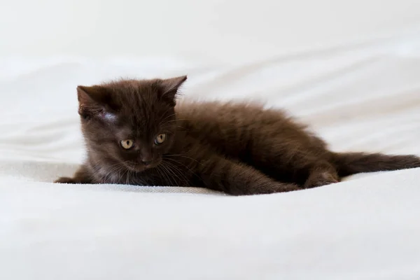 Cute Dark Chocolate British Shorthair Kitten Selective Focus — Stock Photo, Image