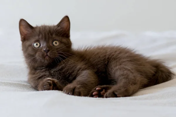 Lindo Chocolate Negro Británico Gatito Taquigrafía Enfoque Selectivo — Foto de Stock