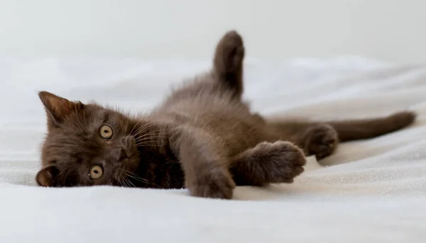 Schattig Donker Chocolade Britse Steno Kitten Selectieve Focus — Stockfoto