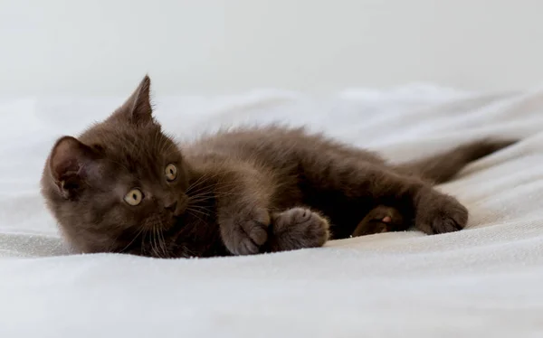 Słodki Ciemnoczekoladowy Brytyjski Kotek Skupienie Selektywne — Zdjęcie stockowe
