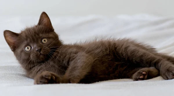 Schattig Donker Chocolade Britse Steno Kitten Selectieve Focus — Stockfoto