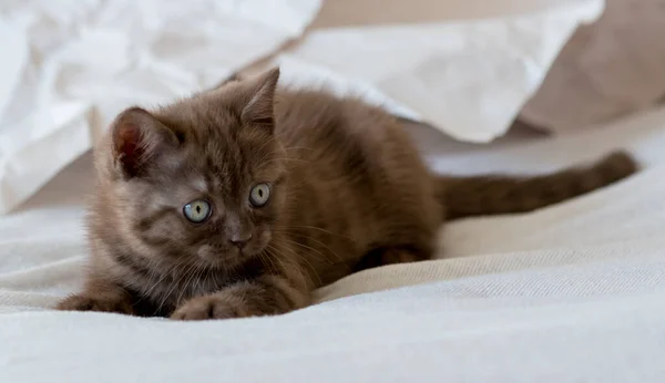 Mignon Chocolat Britannique Chaton Poil Court Joue Dans Papier Décor — Photo