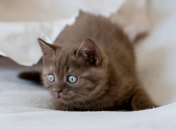 Cute Chocolate British Shorthair Kitten Plays Decor Paper Selective Soft — Stock Photo, Image