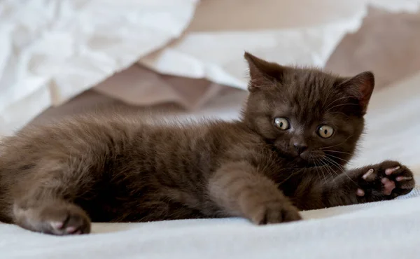 Cute Chocolate British Shorthair Kitten Plays Decor Paper Selective Soft — Stock Photo, Image