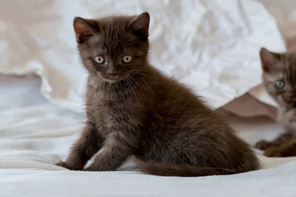 Bonito Chocolate Britânico Gatinho Shorthair Joga Papel Decoração Foco Suave — Fotografia de Stock