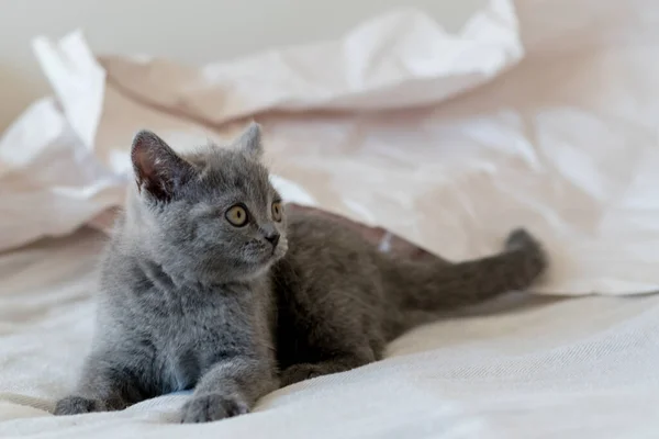 Lindo Azul Británico Taquigrafía Gatito Juega Decoración Papel Enfoque Suave — Foto de Stock