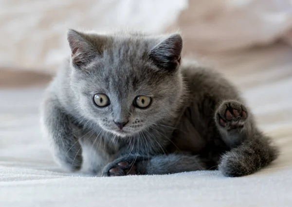 Cute Blue British Shorthair Kitten Plays Decor Paper Selective Soft — Stock Photo, Image