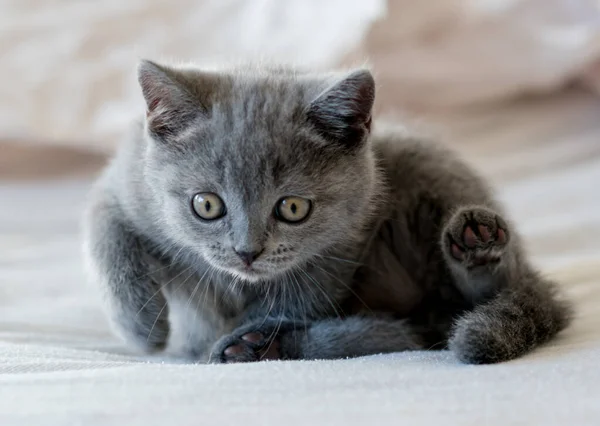 Lindo Azul Británico Taquigrafía Gatito Juega Decoración Papel Enfoque Suave — Foto de Stock