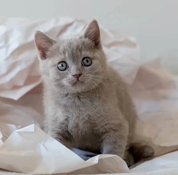 Cute Lilac British Shorthair Kitten Plays Decor Paper Selective Soft — Stock Photo, Image