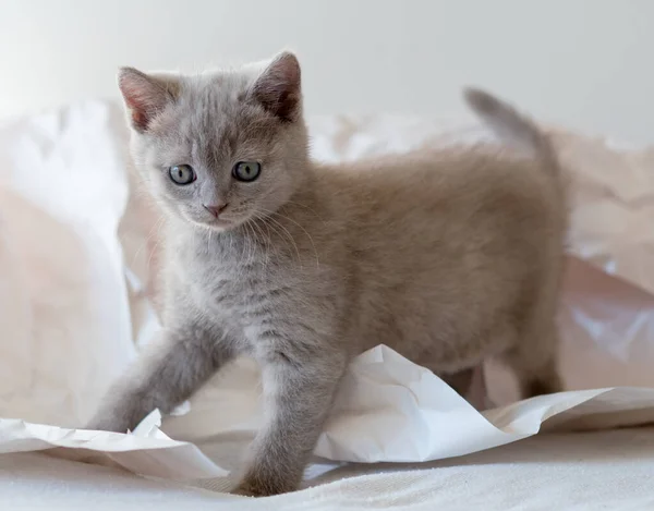 Lindo Lila Británico Taquigrafía Gatito Juega Decoración Papel Enfoque Suave — Foto de Stock