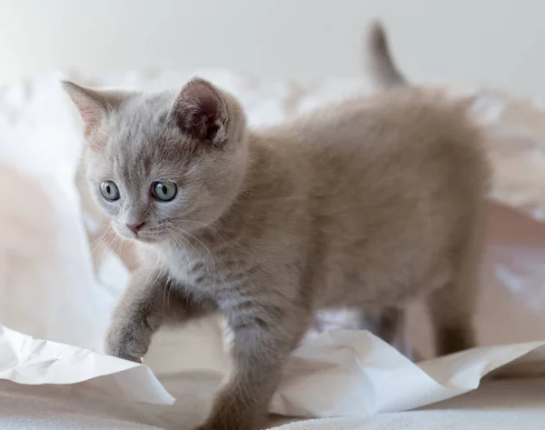 Lindo Lila Británico Taquigrafía Gatito Juega Decoración Papel Enfoque Suave — Foto de Stock