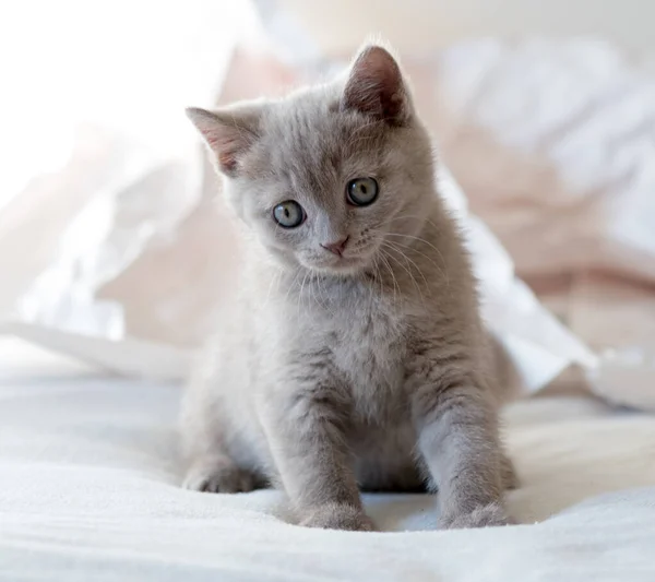 可爱的丁香英国小猫咪在彩色纸上嬉戏 有选择的软重点 — 图库照片