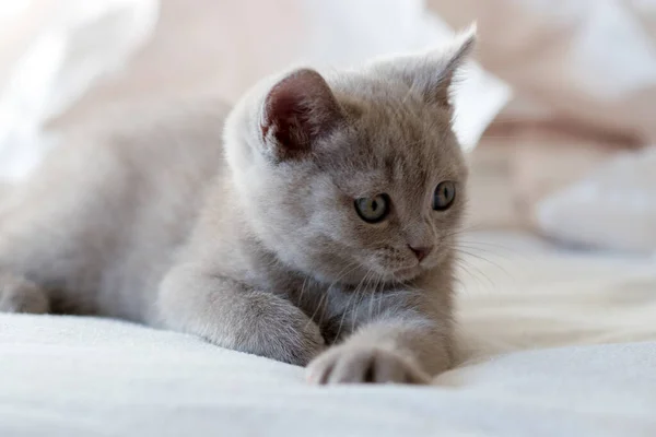 可爱的丁香英国小猫咪在彩色纸上嬉戏 有选择的软重点 — 图库照片