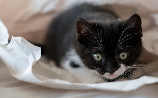 Cute Bicolor British Shorthair Kitten Plays Decor Paper Selective Soft — Stock Photo, Image