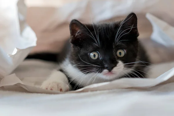 かわいい二色の英国の短髪子猫は装飾紙で再生されます 選択的ソフトフォーカス 黒と白の猫 — ストック写真