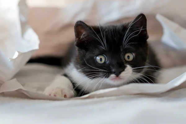 Bonito Bicolor Britânico Shorthair Gatinho Joga Papel Decoração Foco Suave — Fotografia de Stock