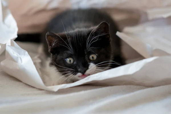 Lindo Bicolor Británico Taquigrafía Gatito Juega Papel Decorativo Enfoque Suave —  Fotos de Stock