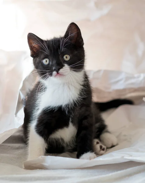 Cute Bicolor British Shorthair Kitten Plays Decor Paper Selective Soft — Stock Photo, Image