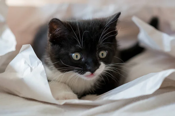 Cute Bicolor British Shorthair Kitten Plays Decor Paper Selective Soft — Stock Photo, Image