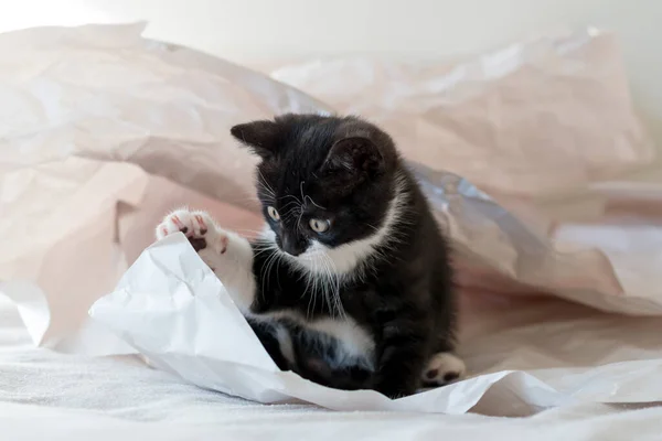 Lindo Bicolor Británico Taquigrafía Gatito Juega Papel Decorativo Enfoque Suave —  Fotos de Stock