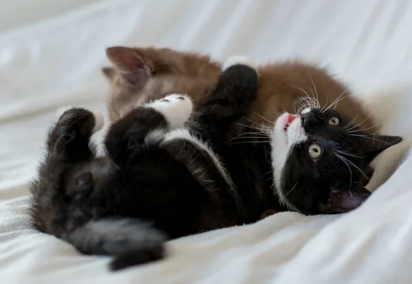 İki renkli İngiliz kısa bacaklı kedi yavrusu, şirin pençeler. Siyah beyaz kedi